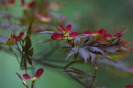 Japanese maple leaves